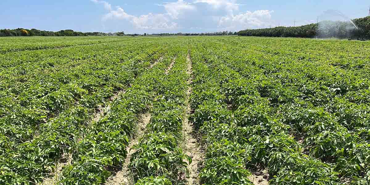 Arrivano i rinforzi nella lotta contro il Cipero 